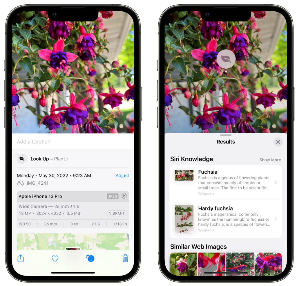 馆陶苹果手机维修分享小技巧：使用 iPhone 相机识别花卉植物 